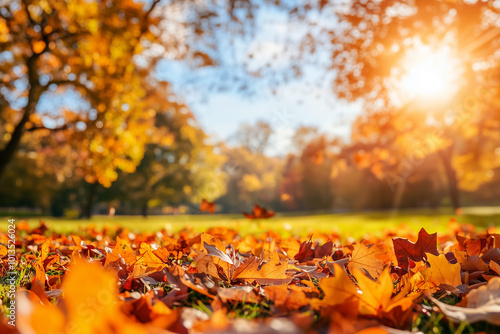 Orange fall leaves in park, autumn natural background..