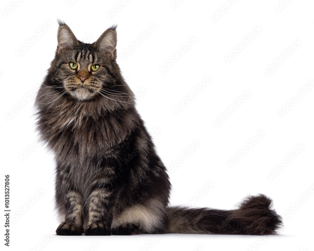 Obraz premium Majestic black tabby Maine Coon cat sitting up side ways. Looking towards camera with greenish eyes. Isolated on a white background.