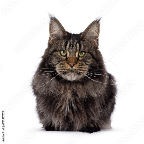 Majestic black tabby Maine Coon cat laying down facing front. Looking towards camera with greenish eyes. Isolated on a white background.