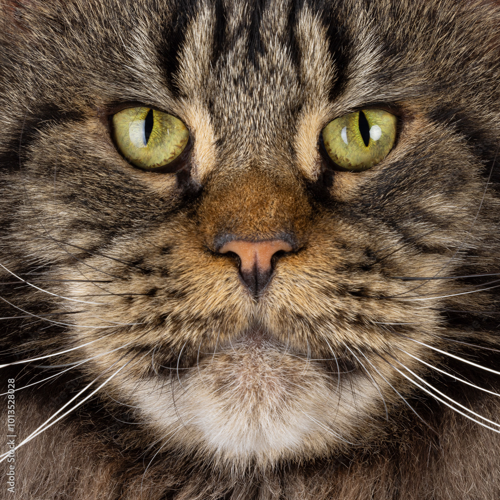 Macro ful frame closu up from Majestic black tabby Maine Coon. Looking straight to camera with greenish eyes. Macro ful frame closu up from Majestic black tabby Maine Coon. Looking straight to camera with greenish eyes.
