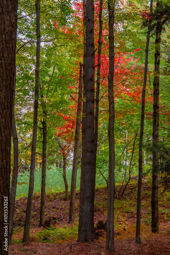 Magnificent autumn landscapes in the Canadian countryside in the province of Quebec