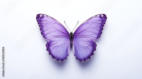 A beautiful purple butterfly with its wings spread open against a white background.