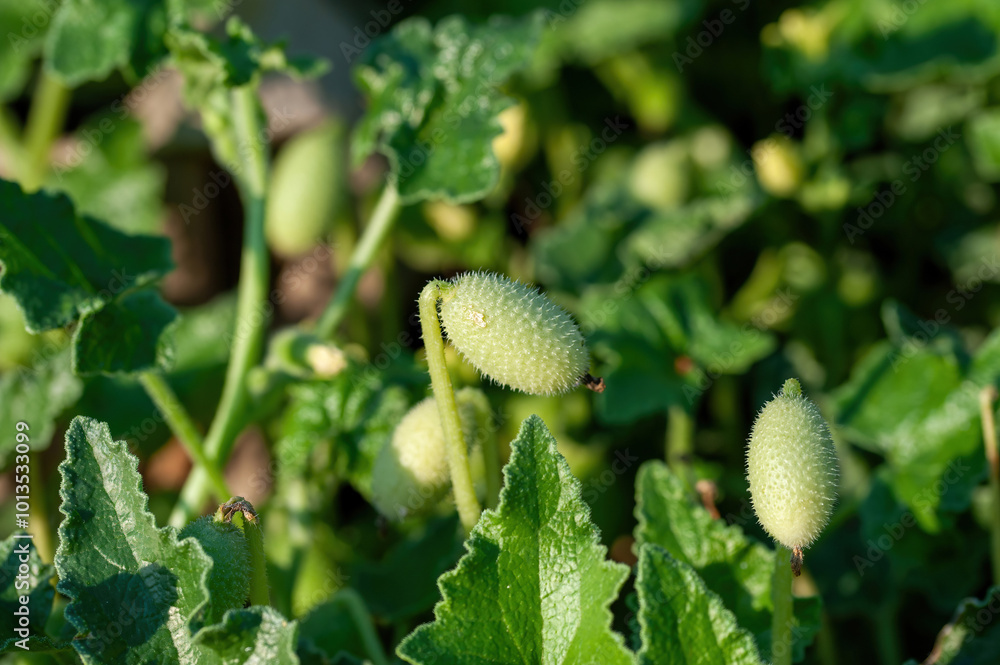 Ecballium elaterium or Squirting cucumber