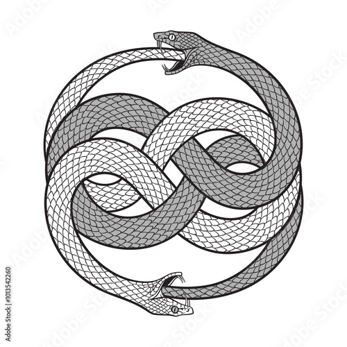 Double ouroboros or uroboros serpent snakes consuming. Tattoo, poster or print design vector illustration