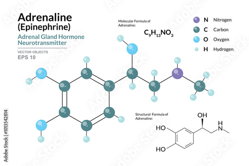Adrenaline. Epinephrine. Structural Chemical Formula and 3d Model of Molecule. C9H13NO3. Atoms with Color Coding. Vector Illustration for educational materials, scientific articles, and presentations