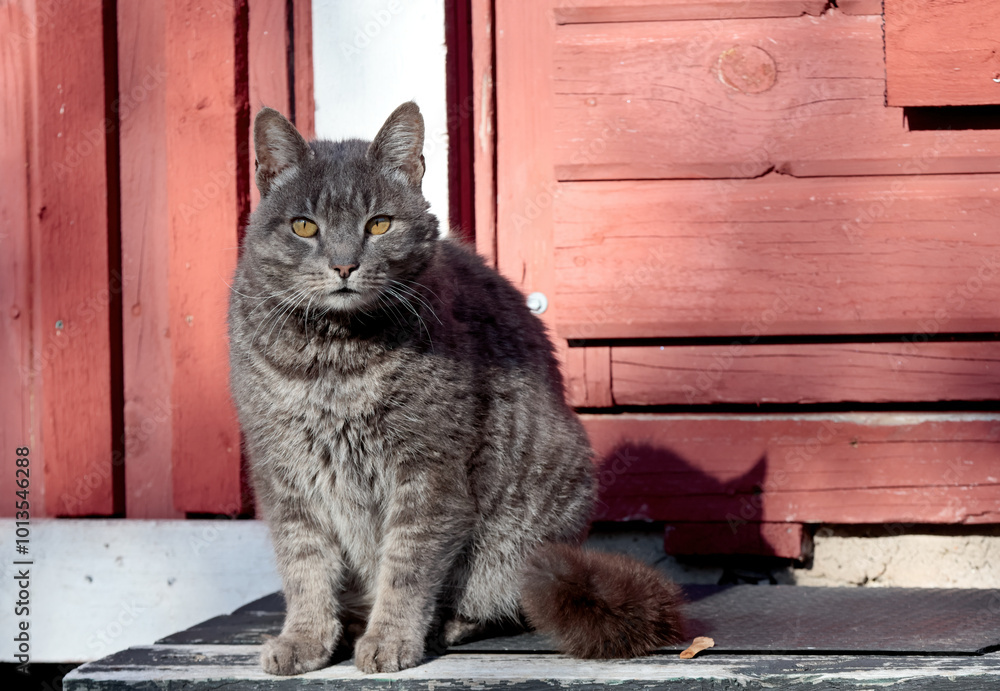 Naklejka premium Gray domestic cat sitting on a doorstep