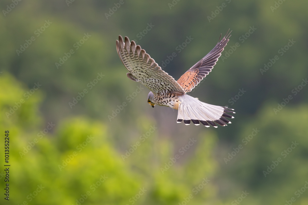 Fototapeta premium Common Kestrel (Falco tinnunculus) male flying close-up, Baden-Wuerttemberg, Germany