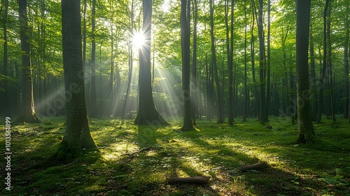 A sunbeam filters through a lush green forest, illuminating the serene landscape and creating a tranquil atmosphere.