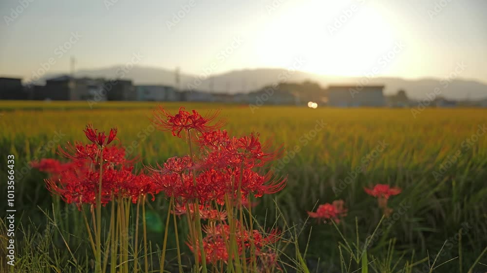 Asian rice and red spider lilies growing in autumn,sunset Asian rice and red spider lilies growing in autumn,sunset