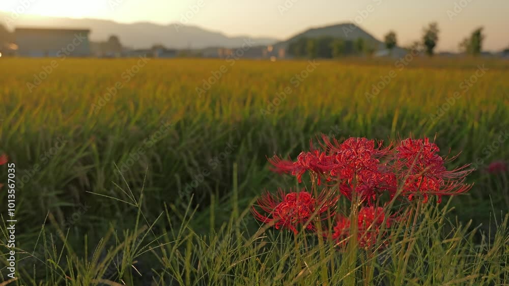 Asian rice and red spider lilies growing in autumn,sunset Asian rice and red spider lilies growing in autumn,sunset