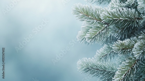 Frosty winter background with pine tree branches, with copy space. Winter nature banner concept for Christmas and New Year.