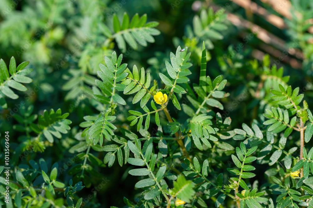 Macro image of Tribulus terrestris plant with flower
