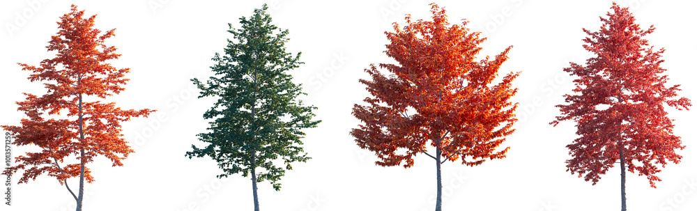 Set of Nyssa sinensis (Chinese tupelo) autumn and summer frontal isolated png on a transparent background perfectly cutout Set of Nyssa sinensis (Chinese tupelo) autumn and summer frontal isolated png on a transparent background perfectly cutout