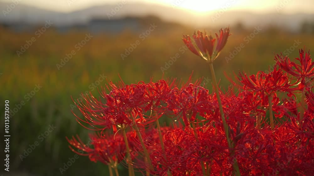 Sunset of Red spider lilies,lycoris ,radiata Sunset of Red spider lilies,lycoris ,radiata