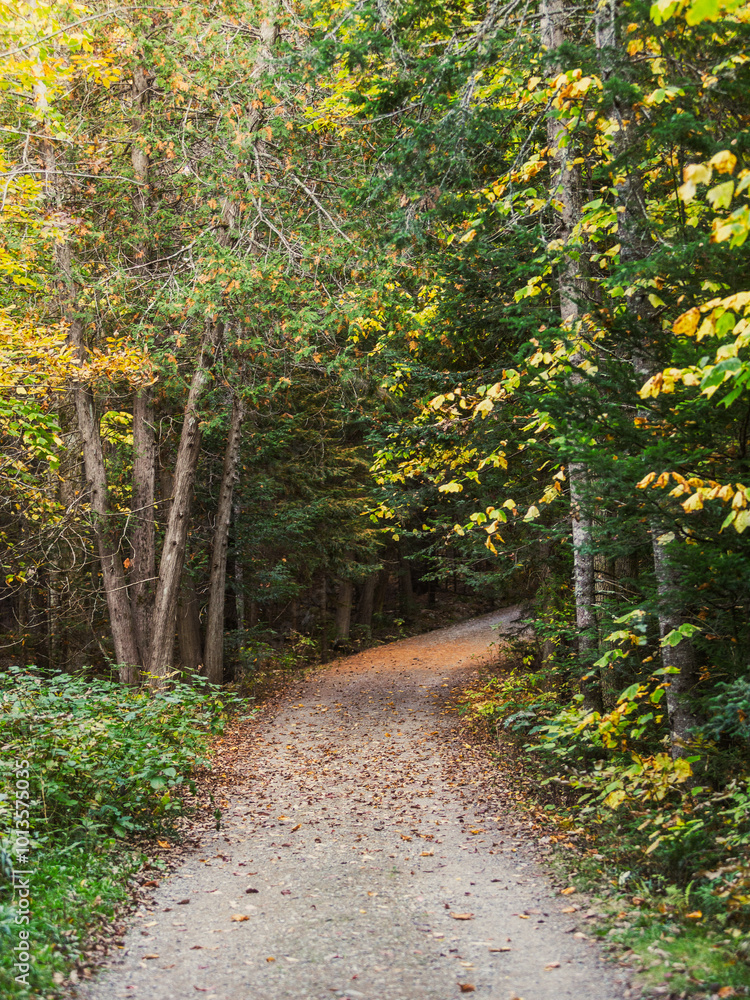 Sunlight highlighting the autumn colors of leaves in Maine Sunlight highlighting the autumn colors of leaves in Maine