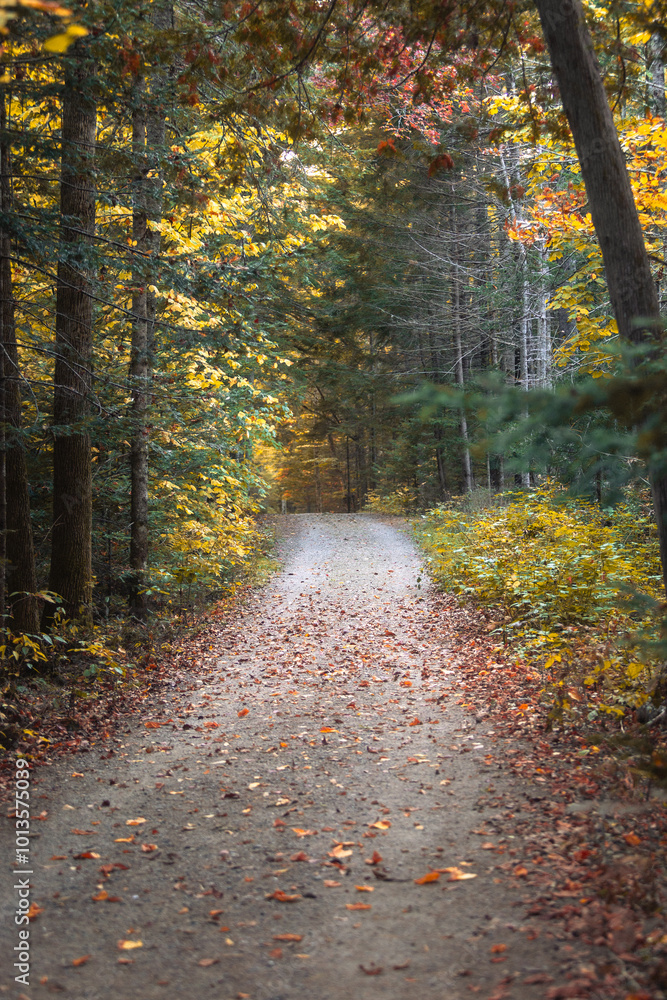 Obraz premium Sunlight highlighting the autumn colors of leaves in Maine