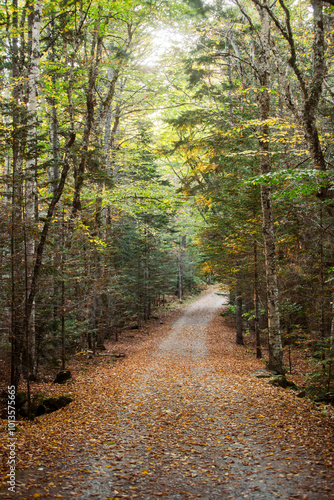 Sunlight highlighting the autumn colors of leaves in Maine