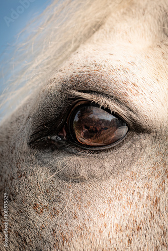 Soul of a horse