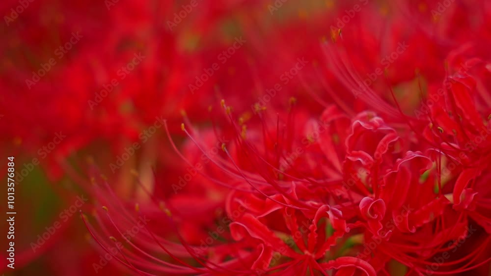 Sunset of Red spider lilies,lycoris ,radiata Sunset of Red spider lilies,lycoris ,radiata