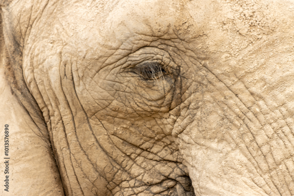Elephant. Marble Texture Background with Gradient Tones Elephant. Marble Texture Background with Gradient Tones