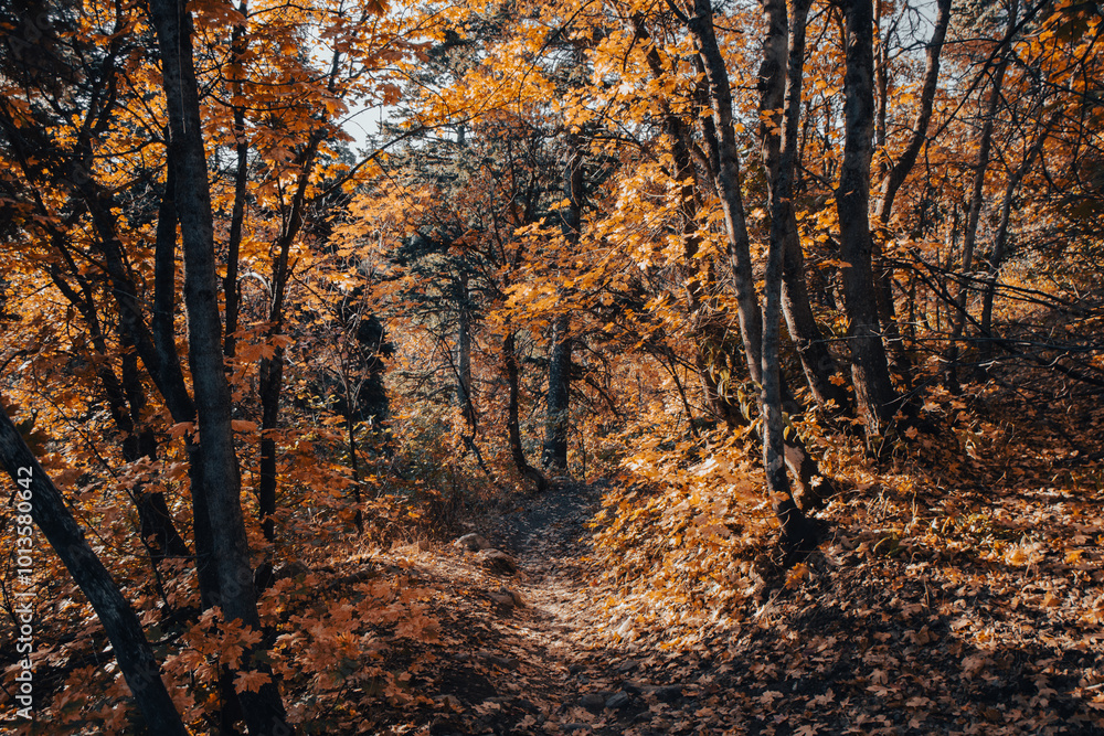 Fototapeta premium Beautiful Fall Autumn Hiking Trail views of Ice Box Canyon Ogden Utah