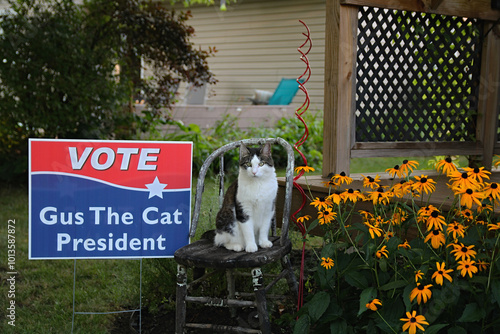 Local Cat Running For President