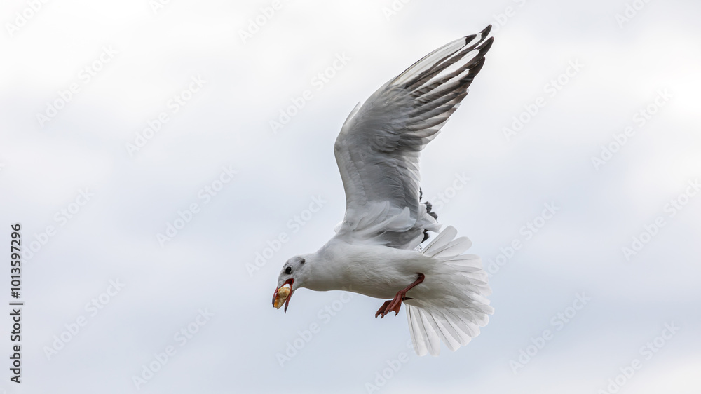 Fototapeta premium Möwe im Flug