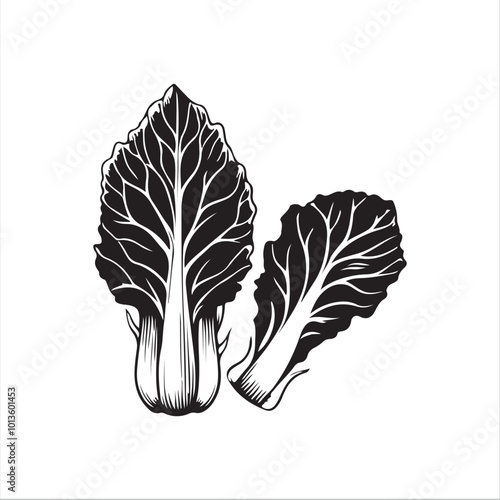 cabbage silhouette vector illustration, Simple, clear and beautiful arts and crafts 