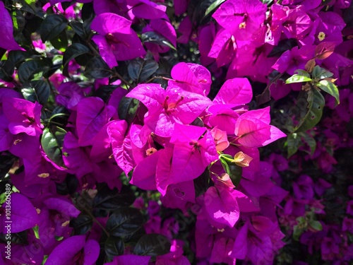 pink flowers in the garden