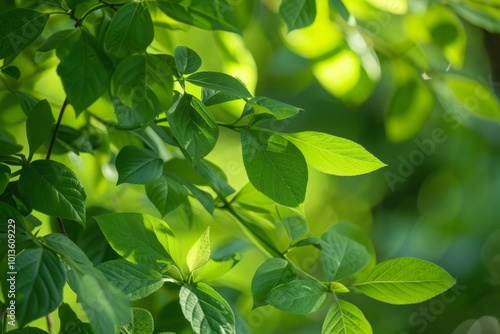 Close-up of fresh green leaves on a branch with sunlight filtering through, creating a soft, blurred background. Gymnema. Ayuurveda. Ayurvedic herbs. Generative AI photo