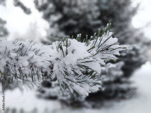 Nature under the snow during winter. Slovakia