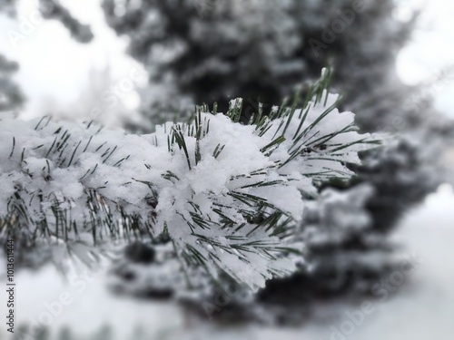 Nature under the snow during winter. Slovakia