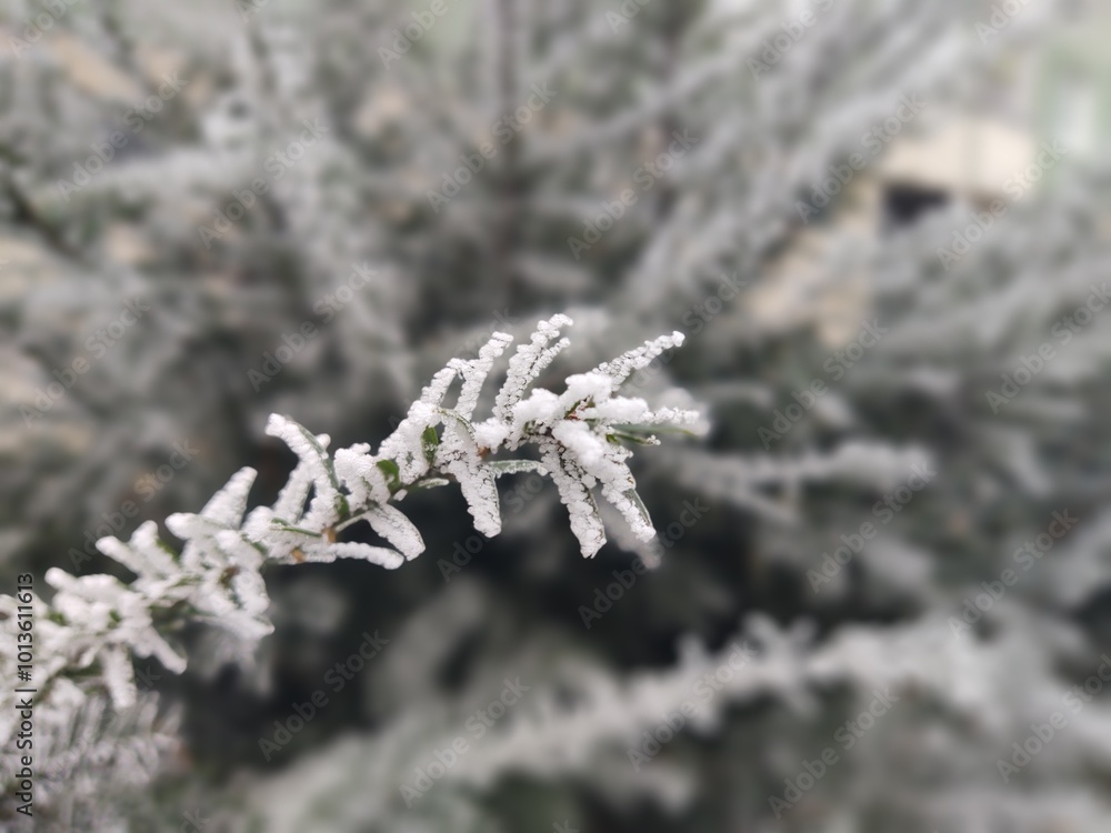 Nature under the snow during winter. Slovakia