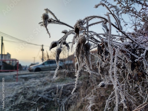 Nature under the snow during winter. Slovakia