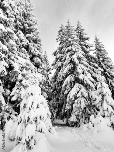 Nature under the snow during winter. Slovakia