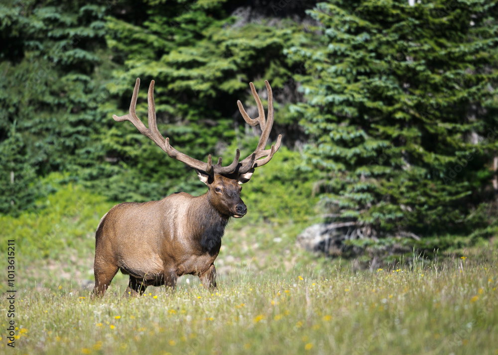 Big bull elk in Rocky Mountain National Park, Colorado. Big bull elk in Rocky Mountain National Park, Colorado.