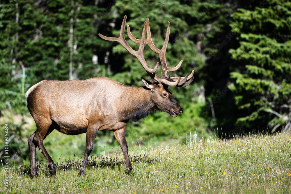 Bull Elk in Rocky Mountain National Park. Colorado Bull Elk in Rocky Mountain National Park. Colorado