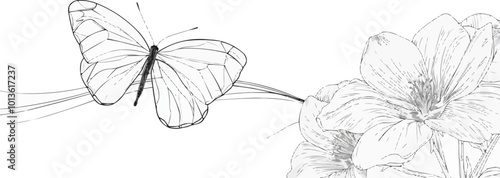 Continuous one line drawing butterfly on flower on a white background. vector illustration.