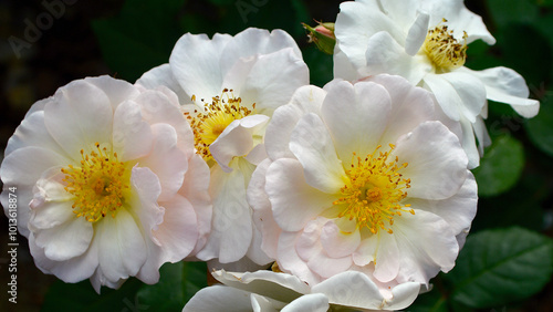 Beautiful white roses in the garden at spring time.