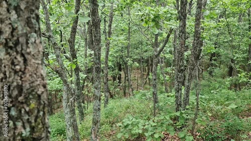 Trees in the natural forest.
