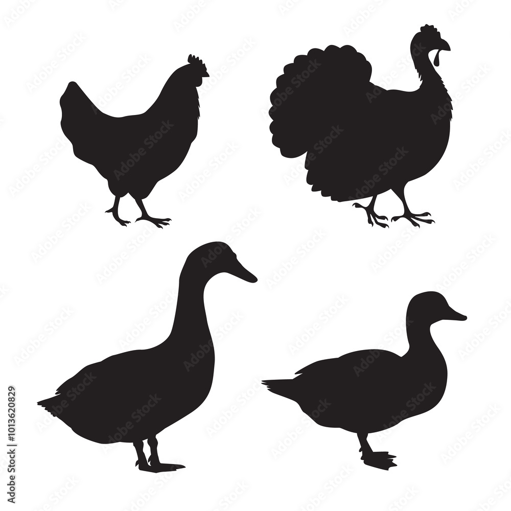 Fototapeta premium Collection of a black silhouettes of a domestic farm birds - chicken, turkey, goose, duck. Illustration on transparent background