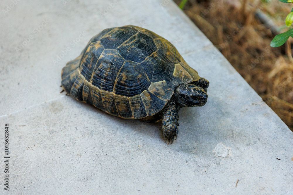 Clown turtle odocnemis unifilis, Clown turtle closeup, zoo concept