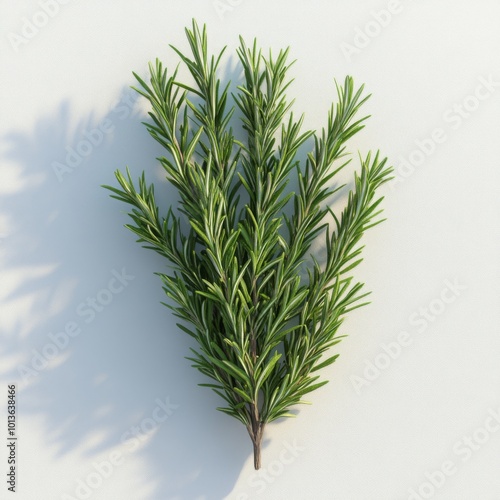 A Sprig of Rosemary on a White Background