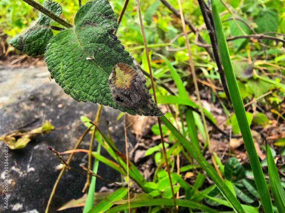 Rare green Orb weaver spider on a green leaf in the forest Rare green Orb weaver spider on a green leaf in the forest