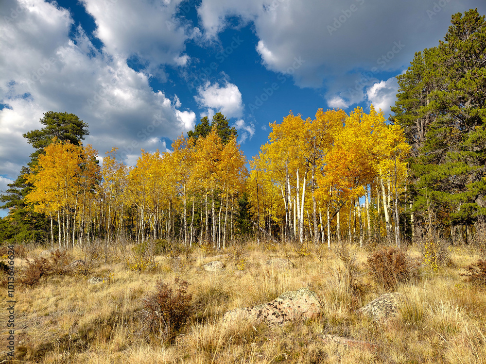Fall colors and Foliage in Kenosha Pass Highway 285, Colorado. Fall colors and Foliage in Kenosha Pass Highway 285, Colorado.