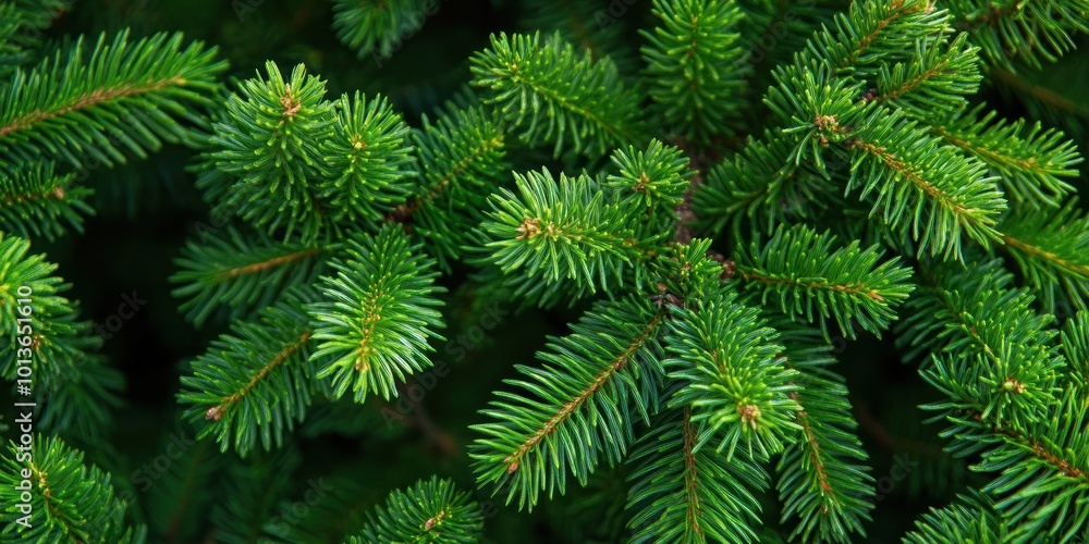 Lush green fir tree branches. Lush green fir tree branches.