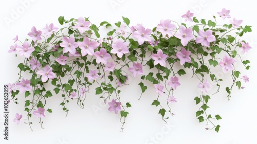 Clematis Lanuginosa Floral Vine Clip Art, Decorate walls and fences with a detailed representation of a flowering vine, featuring vibrant blooms on a transparent background.