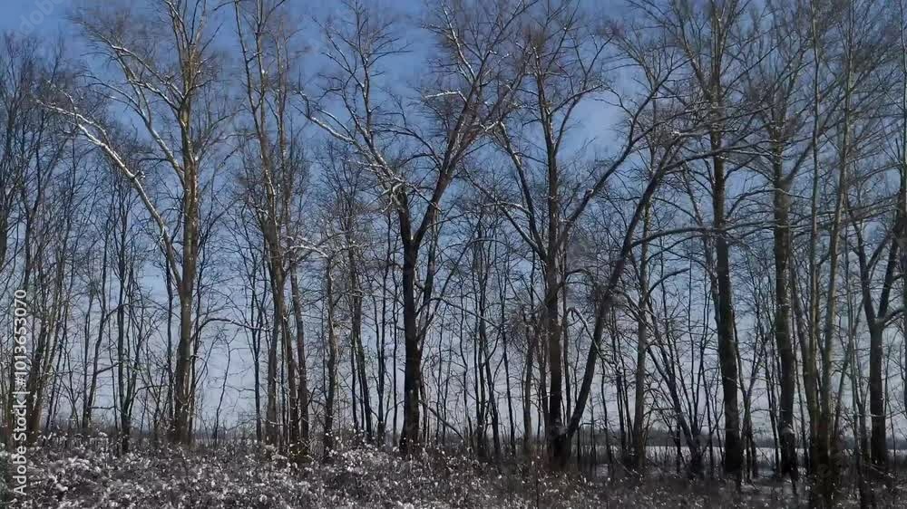 Winter forest car window movement. A journey through the winter forest, the concept of a winter holiday, vacation. Natural fast-moving background, screensaver. Russian landscape harsh cold winter Winter forest car window movement. A journey through the winter forest, the concept of a winter holiday, vacation. Natural fast-moving background, screensaver. Russian landscape harsh cold winter