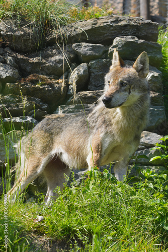 Lupo