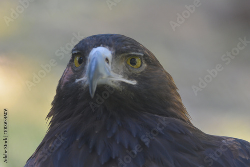 aquila reale
